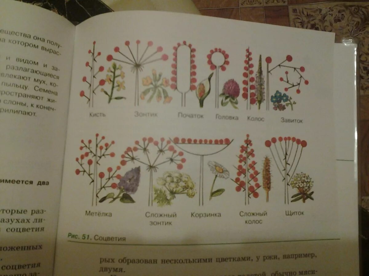 Контрольная биология 6 класс соцветия. Лабораторная работа соцветия. Выполните лабораторную работу соцветия. Соцветия. Лабораторная работа "соцветия". Простое соцветие кисть.