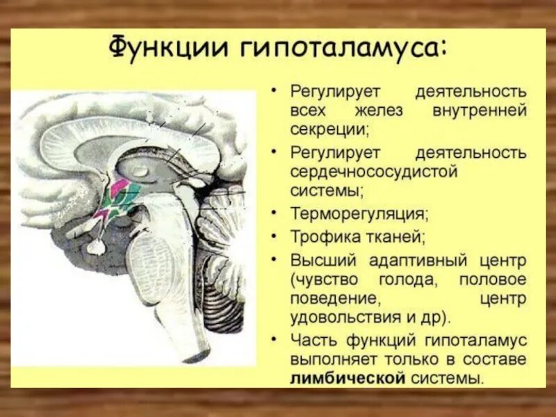 Гипоталамус содержит центры голода и жажды. Функции переднего отдела гипоталамуса. Функции передней группы ядер гипоталамуса. Передний и задний гипоталамус функции. Гипоталамус строение и функции.