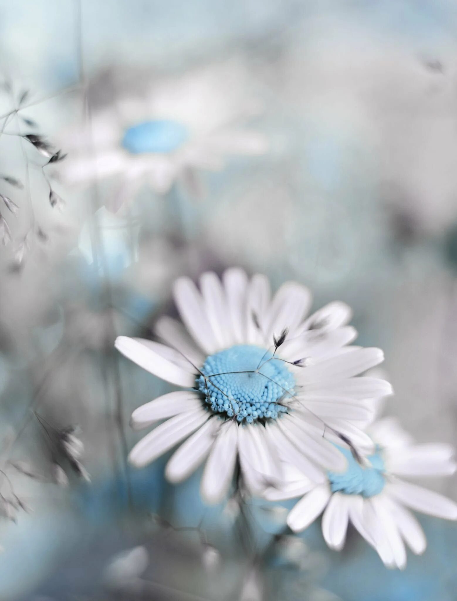 Белые синие розовые серые. Голубые розы сантори. Rose 3937 голубая бирюза. Белые синие розовые серые. Серо голубые цветы.