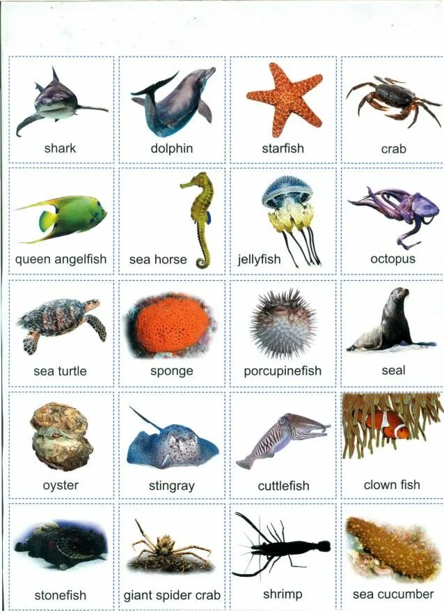 Fish name. Рыбы домашние животные виды. Виды рыб на английском. Types of Fish in English. Fish names in English.