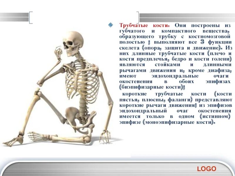 Трубчатые кости функции. Трубчатые кости. Трубчатые кости образуют скелет. Что образуют трубчатые кости в основном скелете.