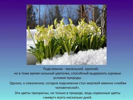 Отчет о проведении дня подснежника