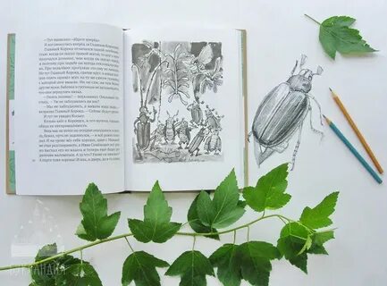 Новенькая кочерыжкина