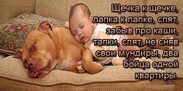 Засыпай с мечтой. Засыпай забывай. Прикольные пожелания спокойной ночи с юмором. Засыпая с мечтой просыпайся с целью. Не забывай засыпать с мечтой и просыпаться с целью.
