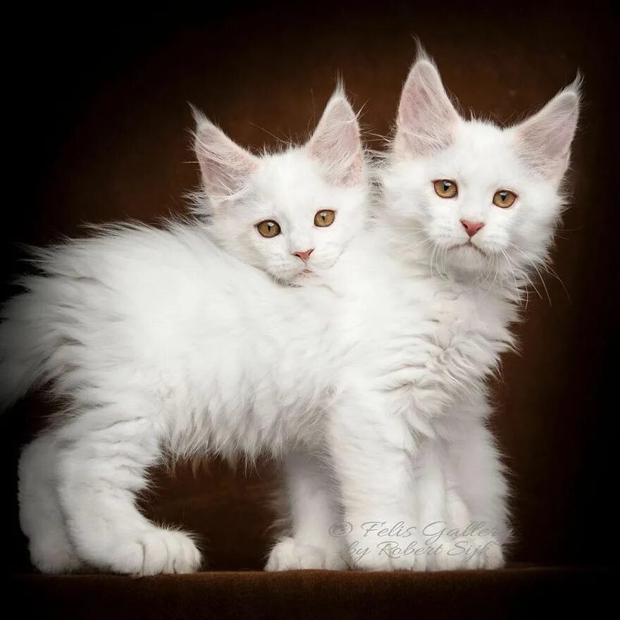 Белый мейкун. Белая кошка Мейн кун. Мейн кун кот альбинос. Мейн кун белый котенок. Белые Мейн куны.