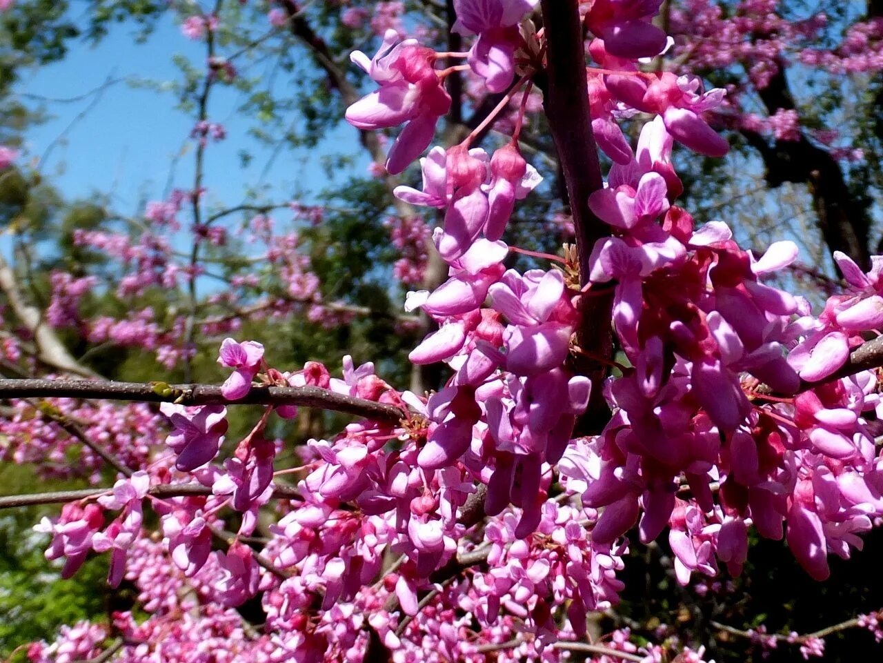 Багрянник фото. Церцис канадский Cercis canadensis. Церцис канадский (багрянник). Церцис (багряник Европейский, Иудино дерево). Багрянник канадский (Cercis canadensis).