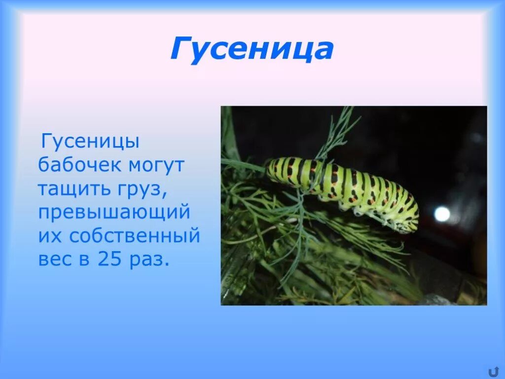 Гусеница значение. Гусеница описание. информация о гусенице. гусеница описание для детей. сообщение о гусенице.
