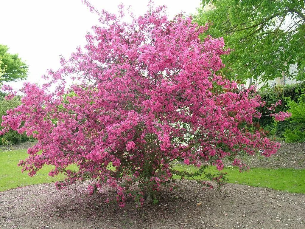 Яблоня краснолистная Недзвецкого. Яблоня Недзвецкого Malus niedzwetzkyana.