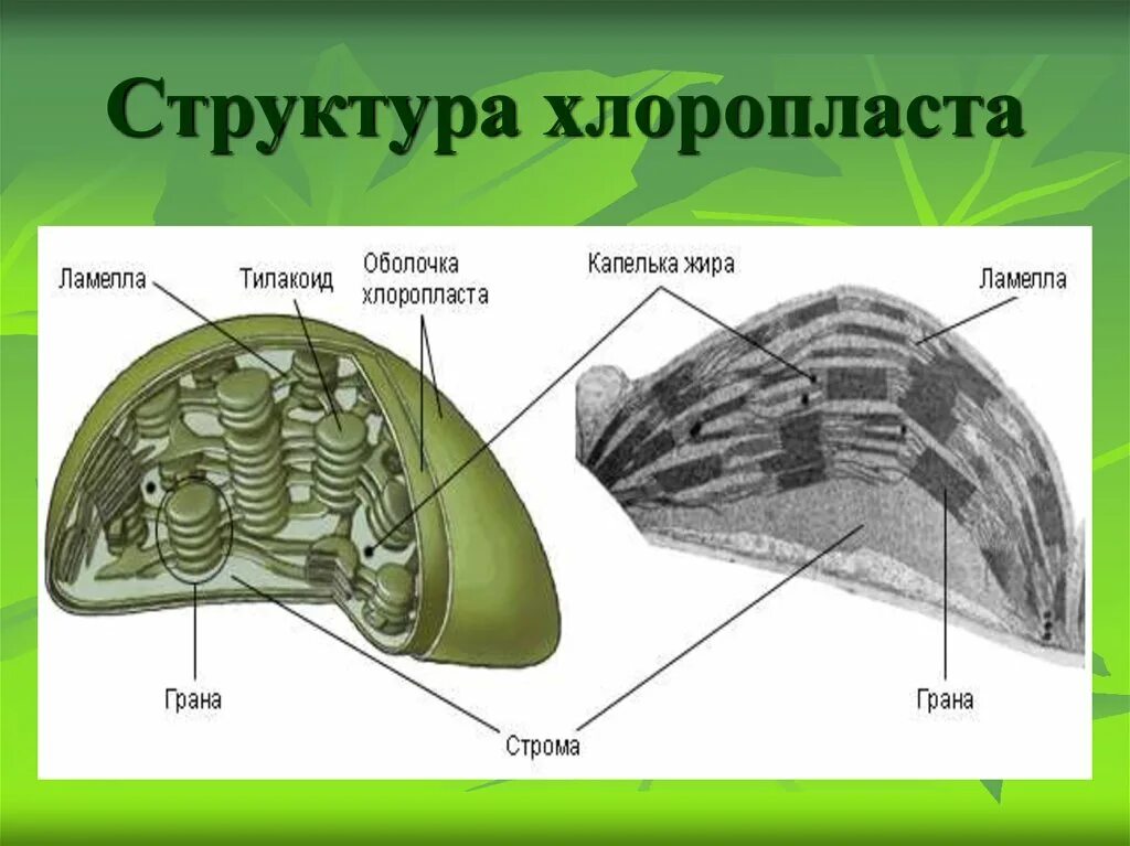 В состав хлоропласта входит. Строение хлоропласта Строма. Ламеллы хлоропластов. Граны тилакоидов хлоропластов. Строение хлоропласта Кристы.