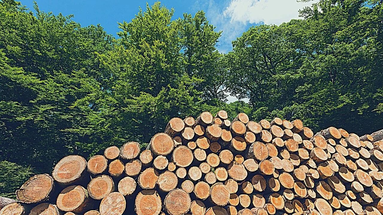 Дерева 20. Заготовка древесины. Купля продажа лесных насаждений. Дерево Лог. Массовая заготовка леса.