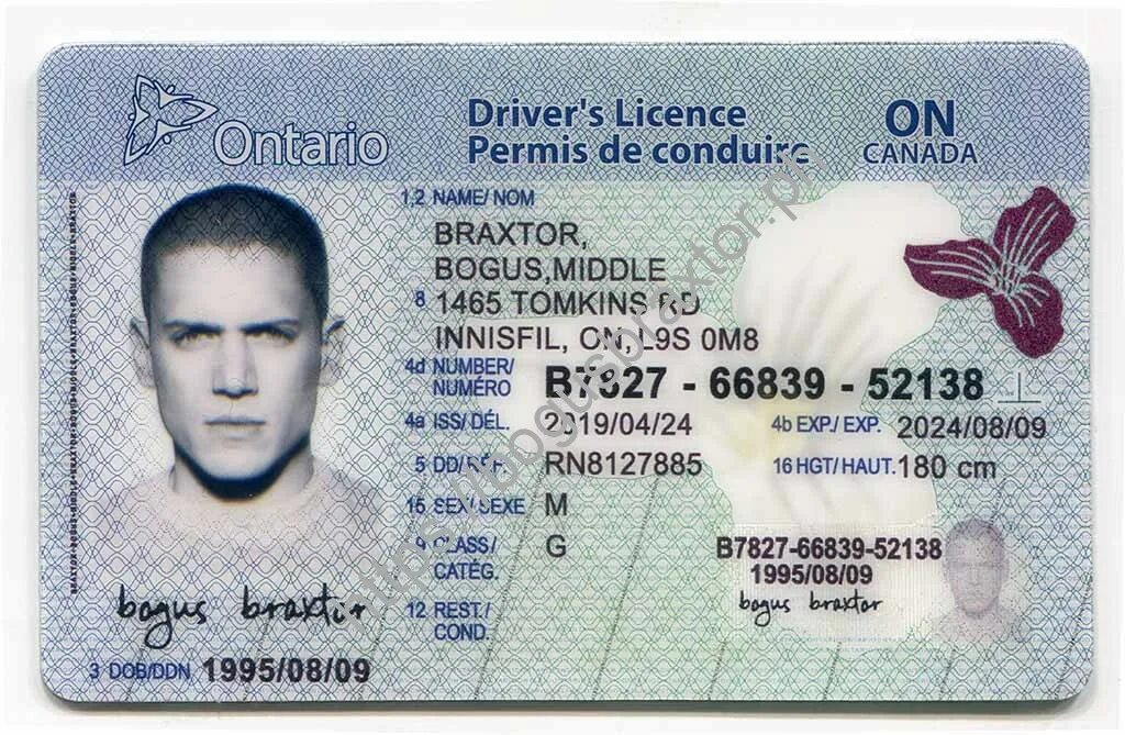 Id 813421294. Ontario Driver License. Canada Driver License. Driver License ID.