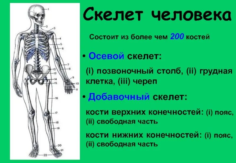 Скелет человека имеет 4 отдела. Осевой скелет и скелет конечностей. Строение осевого скелета человека. Осевой скелет строение анатомия. Осевой скелет человека с названием костей.