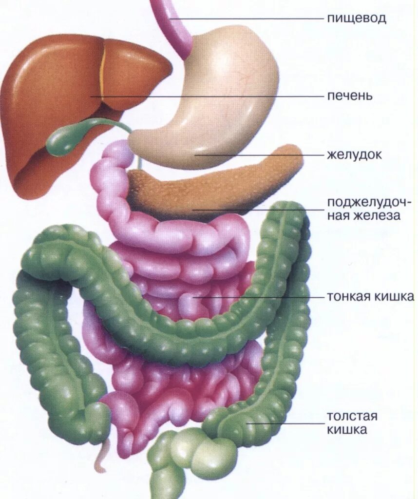 В тонкую кишку открываются протоки. Анатомия ЖКТ человека кишечник. Строение ЖКТ тонкий кишечник. Анатомия ЖКТ толстая кишка. Тонкая и толстая кишка ЖКТ.