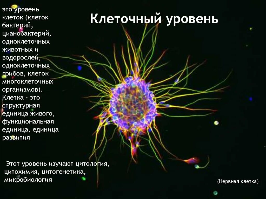 Клеточный уровень. Клеточный уровень организации. Клеточный уровень это в биологии. Уровни организации живой материи клеточный уровень. Уровни организации организма клеточный