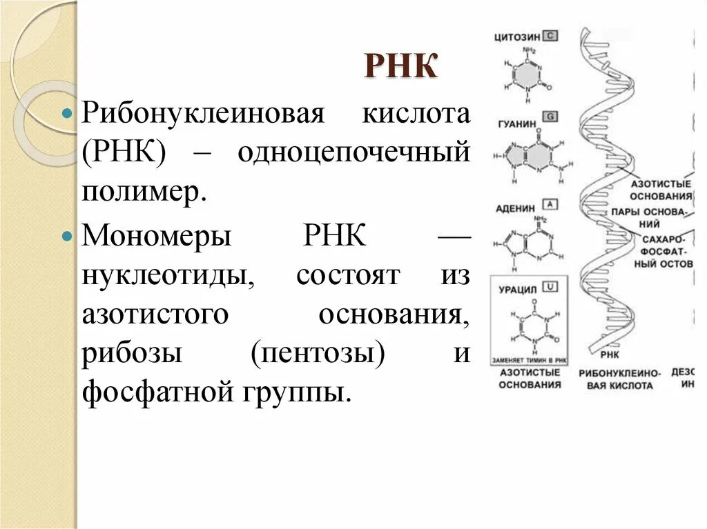 Функции носителей наследственной информации выполняют белки углеводы. Функции носителей наследственной информации выполняют белки углеводы