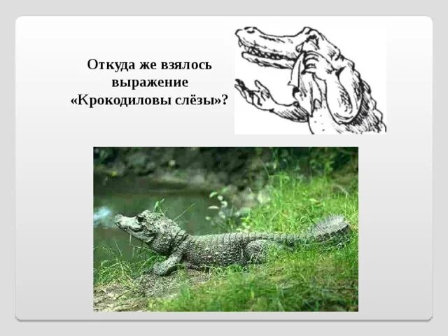 Впр выражение крокодиловы слезы 4 класс ответы. Выражение крокодиловы слезы. откуда взялось выражение крокодиловы слезы. крокодиловы слёзы происхождение фразеологизма. откуда взялось выражение.