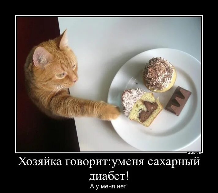 Так точно сэр. Хозяйка говорит. Хозяйка говорит. Смешные подписи к кошке сидящей на шкафу. Шапочку сними юмор.