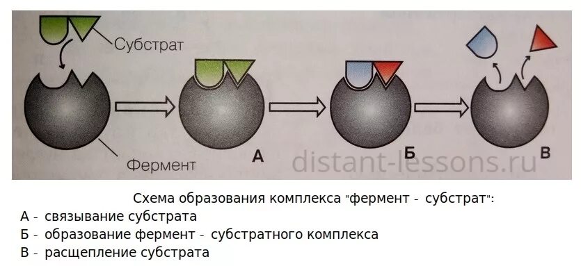 Происходит при участии ферментов. Схему образования фермент-субстратного комплекса. Фермент-субстратный комплекс это в биохимии. Образование комплекса фермент субстрат. Образование фермент субстратного комплекса.