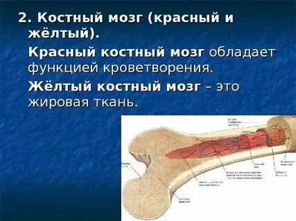 Костно мозговая полость заполнена красным мозгом
