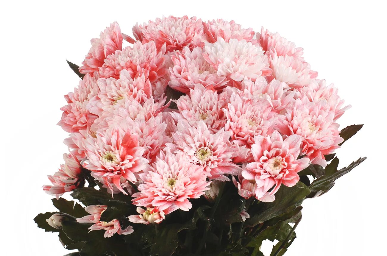 Купить оптом Chrys. tr. Euro Pink (Хриз. куст. Евро Пинк) В70