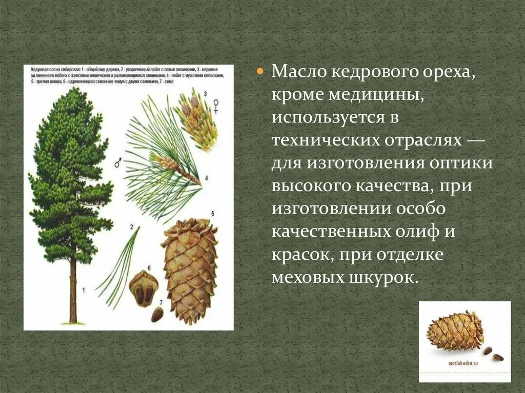 Хвойные кратко. Сосна Кедровая Сибирская. Сосна Кедровая европейская шишки. Сибирский сосна сосна Кедровая. Кедровая Сибирская сосна и кедр это.