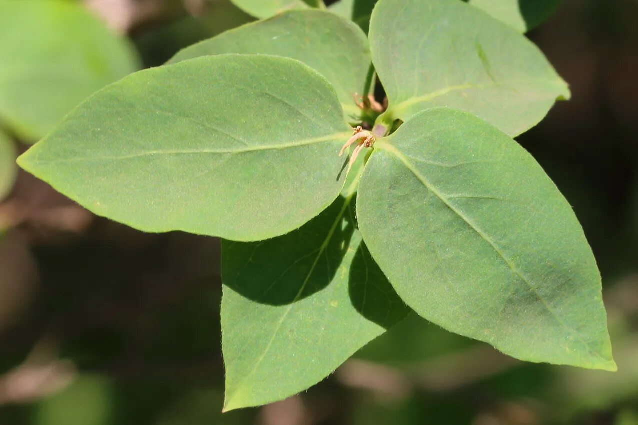 Lonicera tatarica - Изображение особи - Плантариум