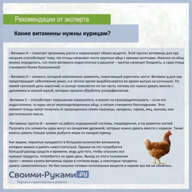Можно ли давать куриную