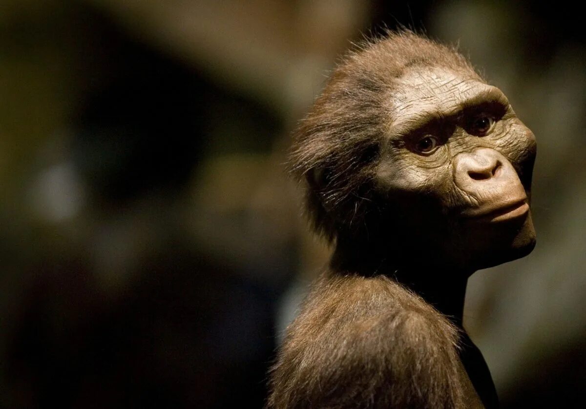 Человекообразные предки человека. Австралопитек афарский. Australopithecus Afarensis (австралопитек афарский). Австралопитек Люси реконструкция.