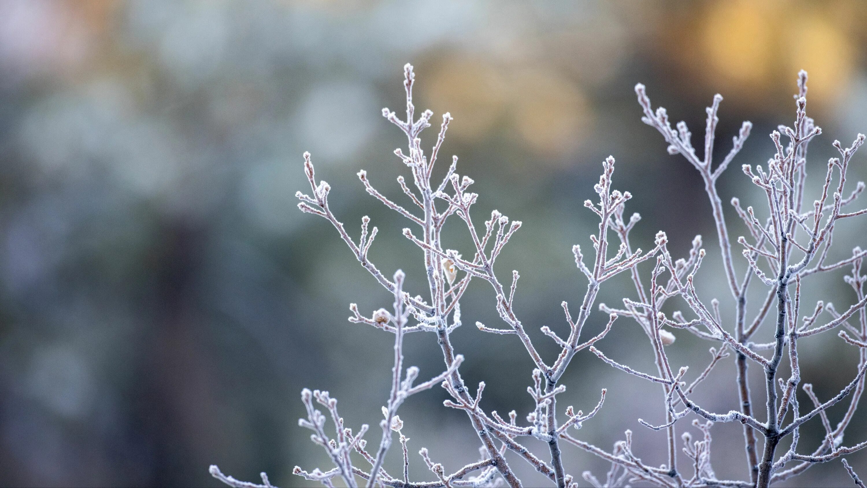 Морозные узоры на окне. Иней на ветках. Иней на окне. Изморозь и изморось. Иней.