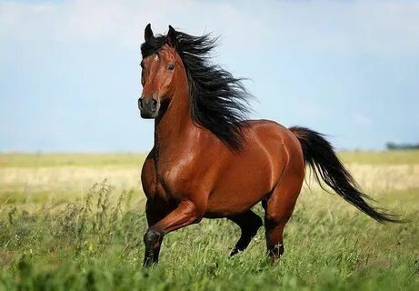 Шырынды аналь саңылаулары