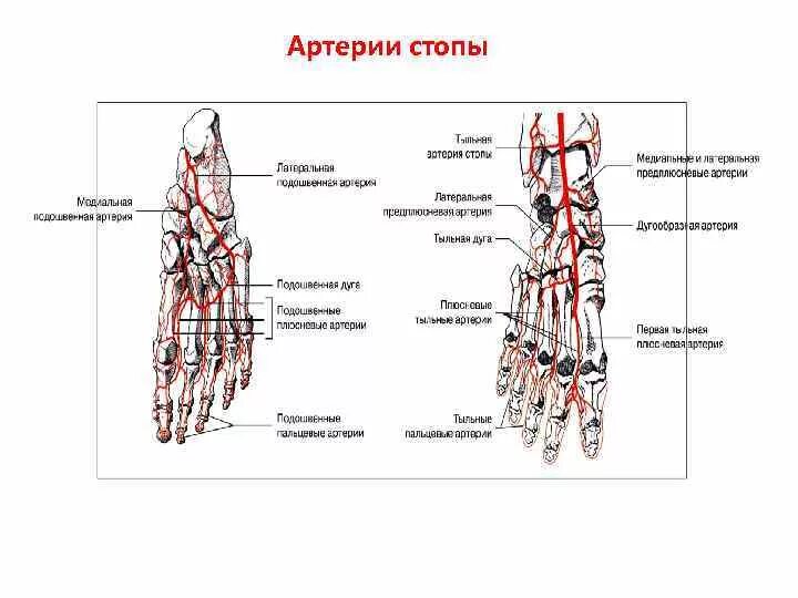 Основные артерии стопы