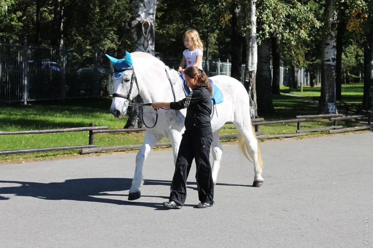 Лошадка в парке