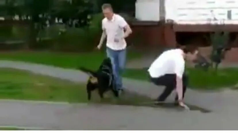 Видео начала нападения. Собаки в Индии нападают на людей. Неадекват напал на собаку с топором. Неадекват бросается на людей.