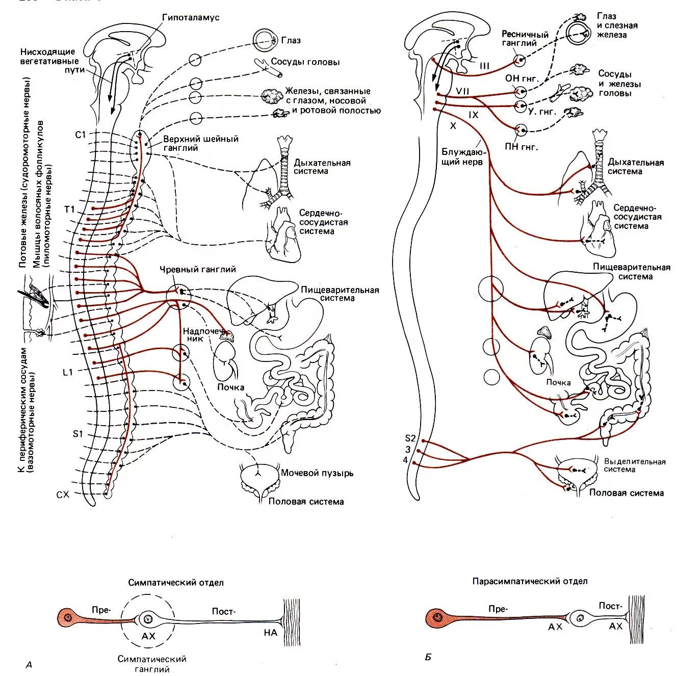 Нисходящий нерв. Симпатическая и парасимпатическая нервная система животных. Схема строения симпатической нервной системы животных. Парасимпатическая нервная система схема. Схема строения парасимпатической части вегетативной нервной системы.