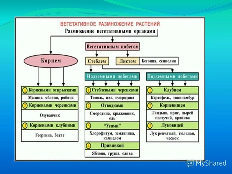 Какая наука изучает вегетативное размножение