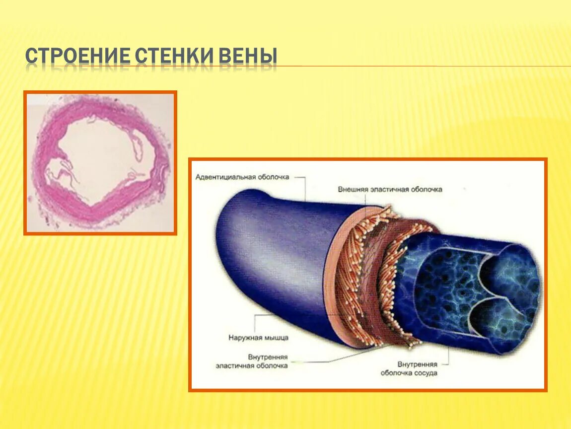 Строение вены рисунок. Строение стенки вены. Структура стенки венозного сосуда. Вена строение стенки. Строение стенки венулы.