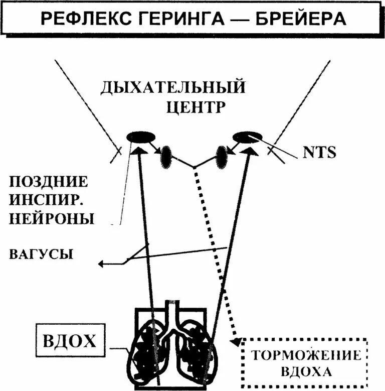 Схема рефлекса Геринга-Брейера. Рефлекторная дуга Геринга Брейера. Рефлекс Геринга физиология схема. Рефлекторная регуляция дыхания рефлекс Геринга-Брейера.