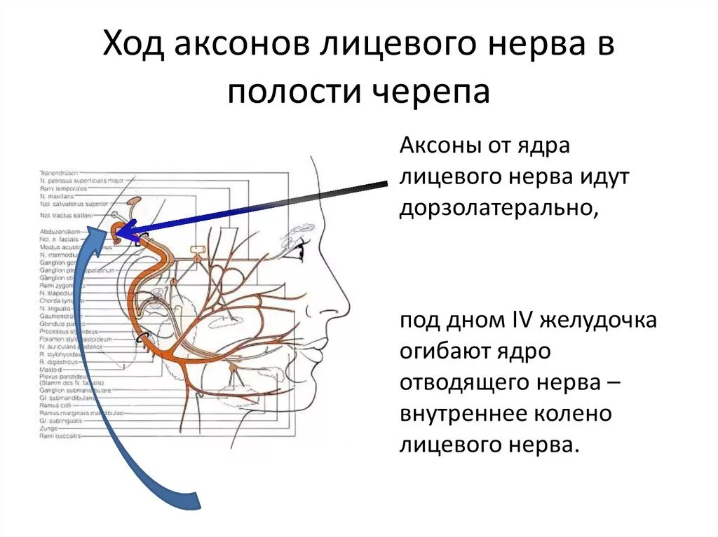 Левый лицевой нерв. Путь лицевого нерва неврология. Топография тройничного нерва проекция. Ход лицевого нерва схема. Лицевой нерв и тройничный нерв.