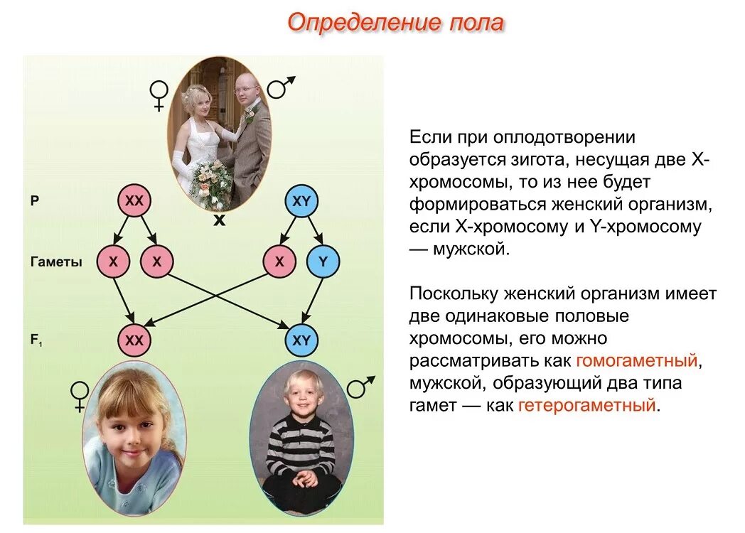 Узнать детей человека. Определение пола. Определение пола у человека. Схема определения пола. Хромосомное определение пола у человека схема.