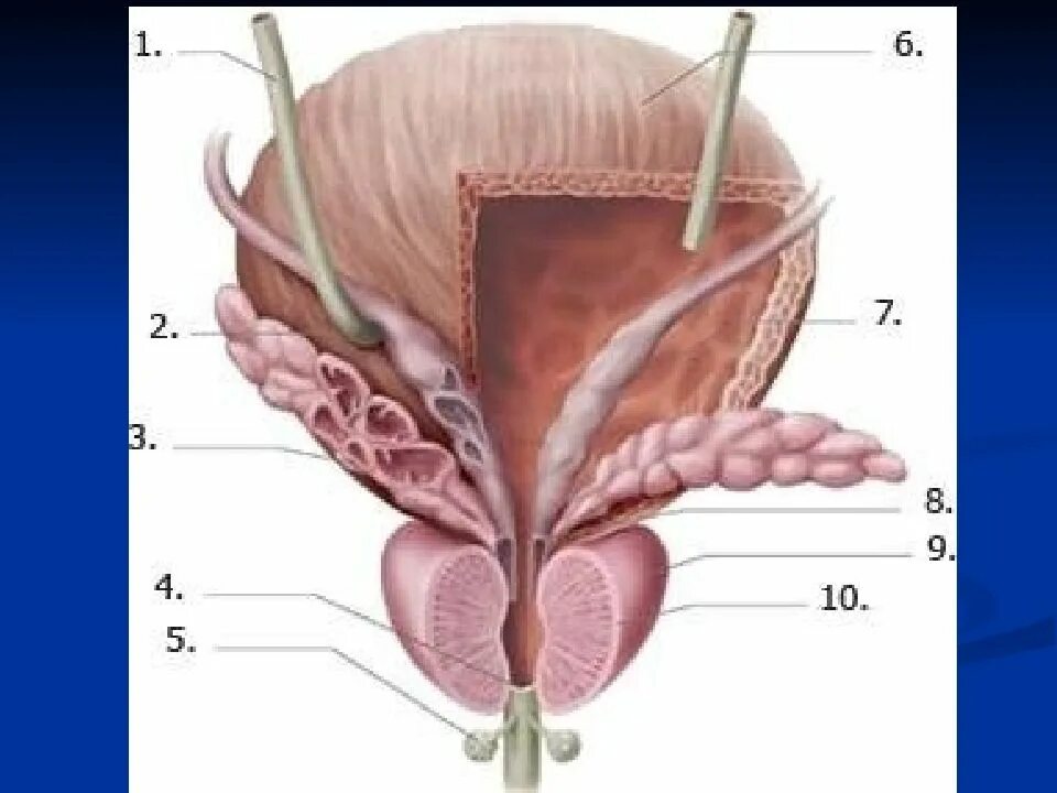 Предстательная железа и семенные пузырьки анатомия. Семенные пузырьки везикулит. Что такое везикулит предстательной железы. Анатомия простаты и семенных пузырьков. Уретра предстательной железы