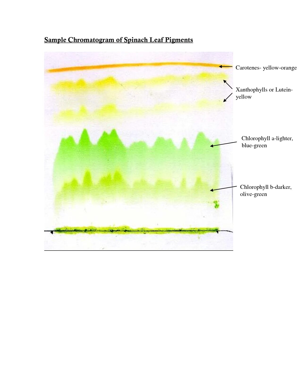 Разделение пигментов листа метод. Разделение пигментов листа методом бумажной хроматографии. Хроматография пигментов листа. Бумажная хроматография пигментов листа. Хроматография Разделение пигментов листа.