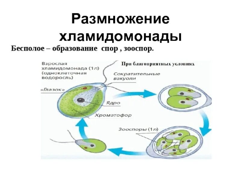 Напишите правильную последовательность размножения хламидомонады. Размножение хламидомонады схема. бесполое размножение хламидомонады. жц хламидомонады. жизненный цикл хламидомонады схема.