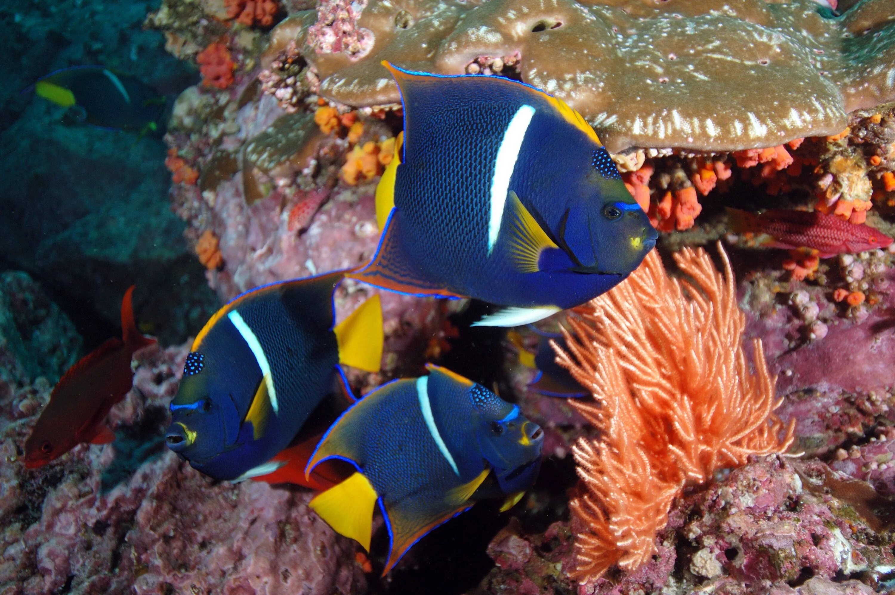 Обитатели океана рыбы. Рифовые рыбки красного моря. Андаманская рыба бабочка. Рифовые рыбки Египта. Королевский спинорог желтый.
