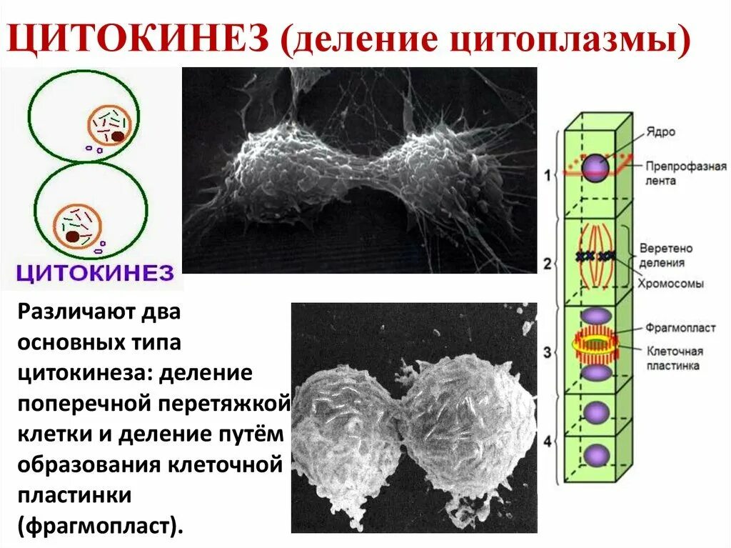 Деление ядра перетяжкой происходит в. Цитокинез деление цитоплазмы. деление цитоплазмы клетки. цитокинез клетки. цитокинез схема.