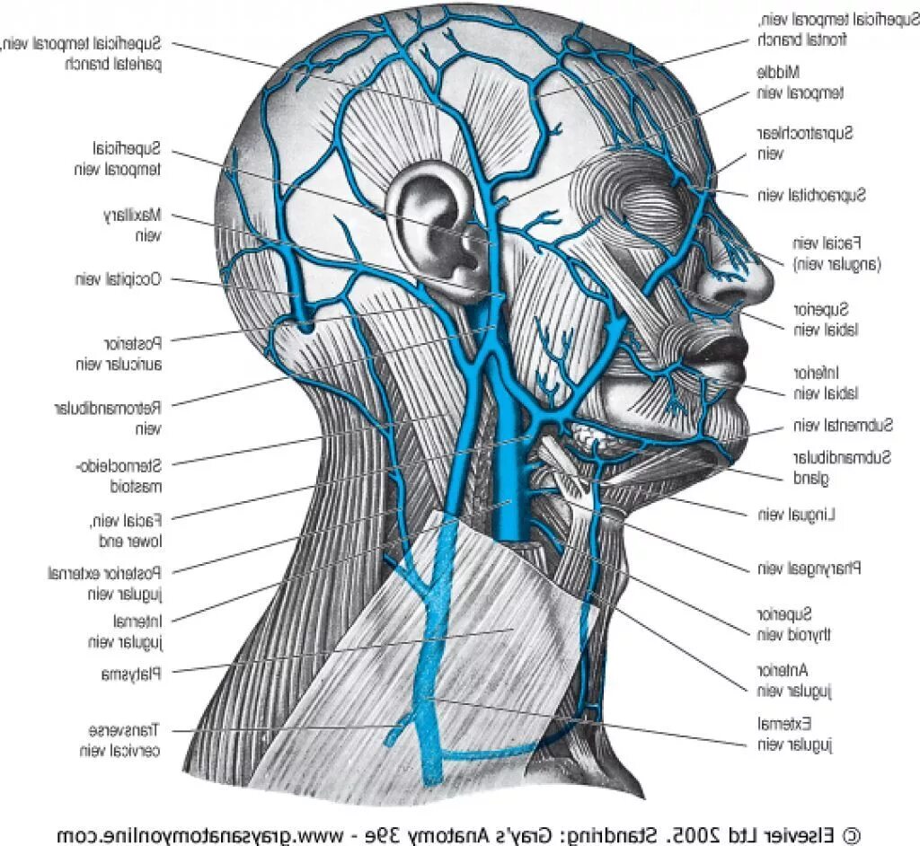 Сосуды на лбу. Яремная Вена анатомия человека. Поверхностные вены шеи анатомия. Наружная яремная Вена анатомия. Внутренняя яремная Вена анатомия схема.