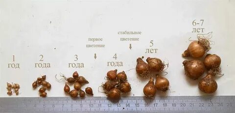 Луковицы на озоне недорого