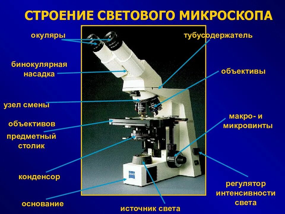 Строение электронного микроскопа с подписями 5 класс