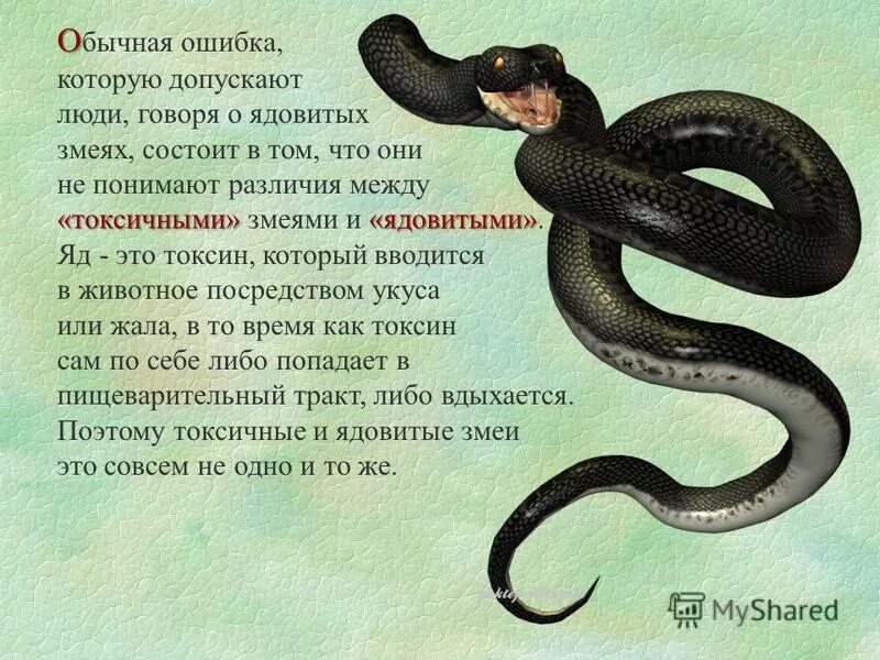 История про змей. Интересные факты о змеях для детей. Змеи интересные факты. Доклад о ядовитых змеях. Доклад про ядовитую змею.