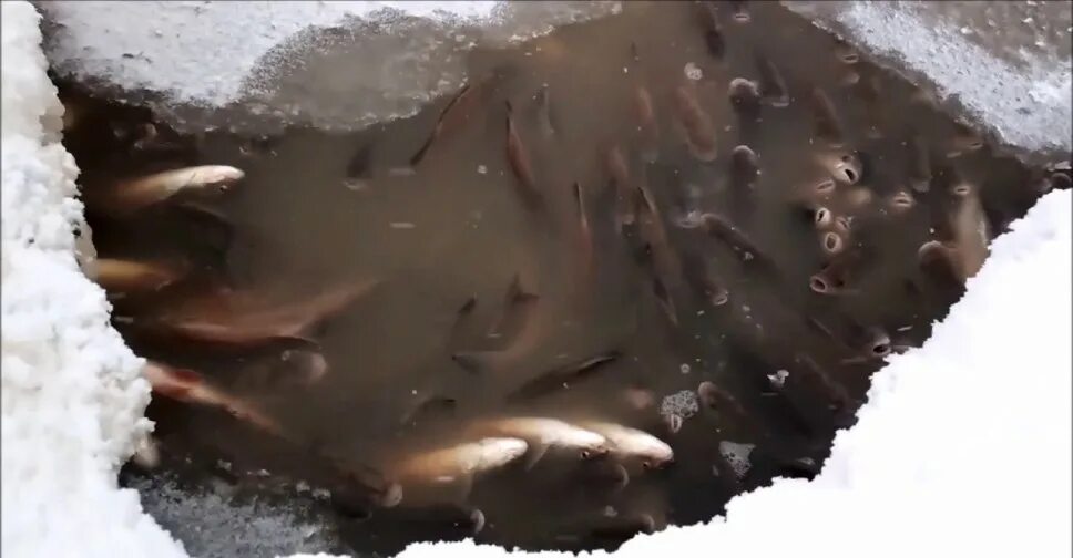 Почему вода подо льдом не замерзает. Рыба задыхается подо льдом. рыбы зимой подо льдом. замор рыбы подо льдом. зимний замор рыбы.