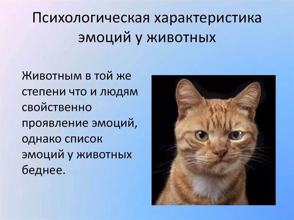 Эмоции присущи как людям так и животным. Эмоции животных доклад. Реферат эмоции животных. Эмоции у животных презентация. У животных есть эмоции и чувства.